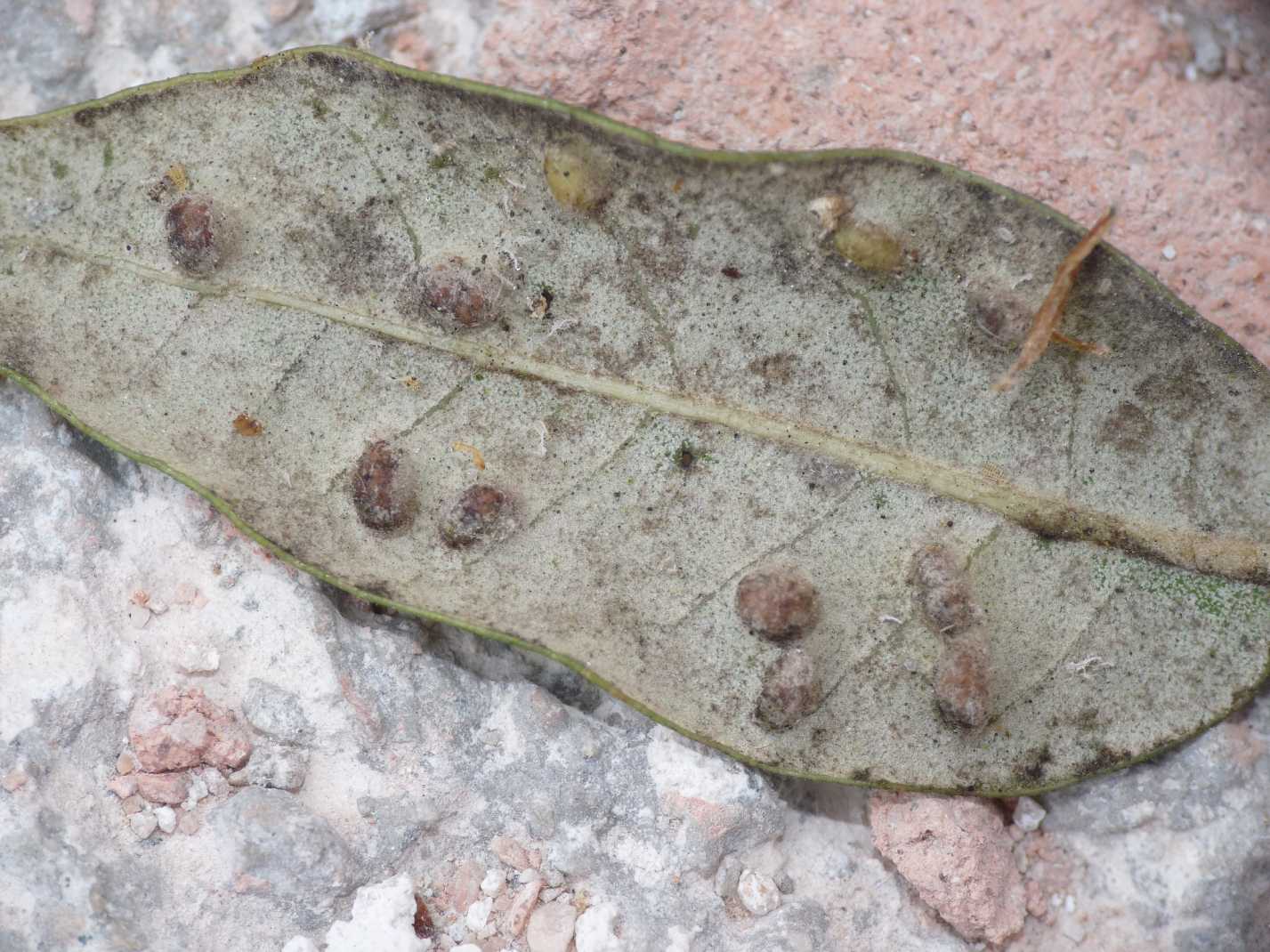 Piccoli afidi del leccio: Myzocallis cfr schreiberi